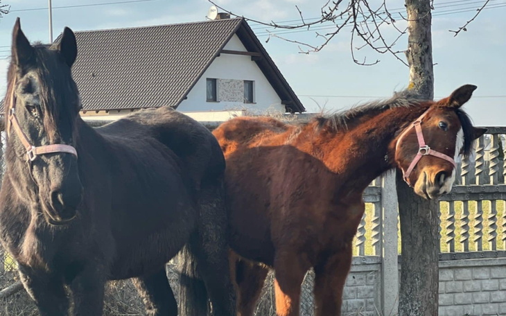 Dwa konie stojące obok siebie na tle budynku.