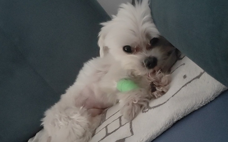 Zbiórka Pomóżmy uratować życie Lakusia - zdjęcie główne