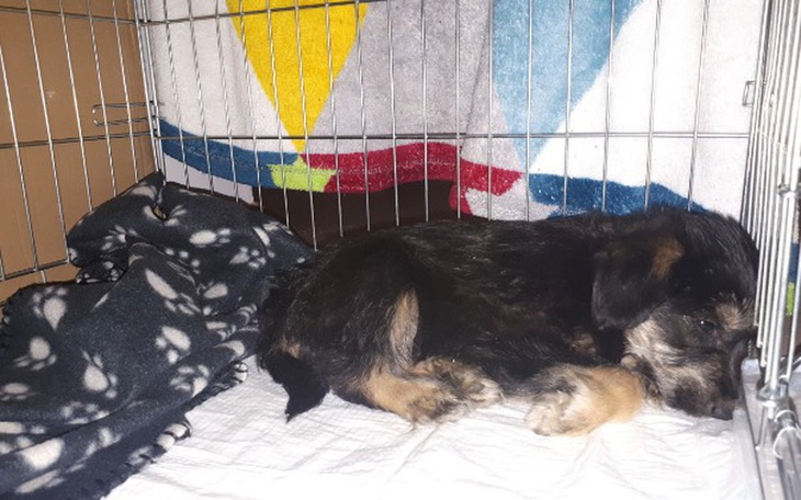 Zbiórka Czaruś Walczy z Babesią Canis - zdjęcie główne