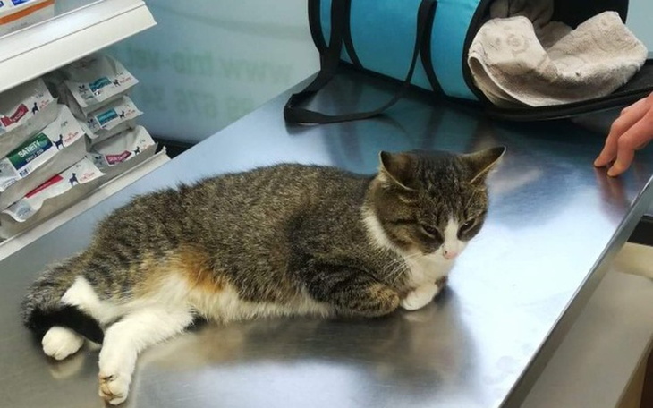 Zbiórka Pilna operacja Loli - zdjęcie główne