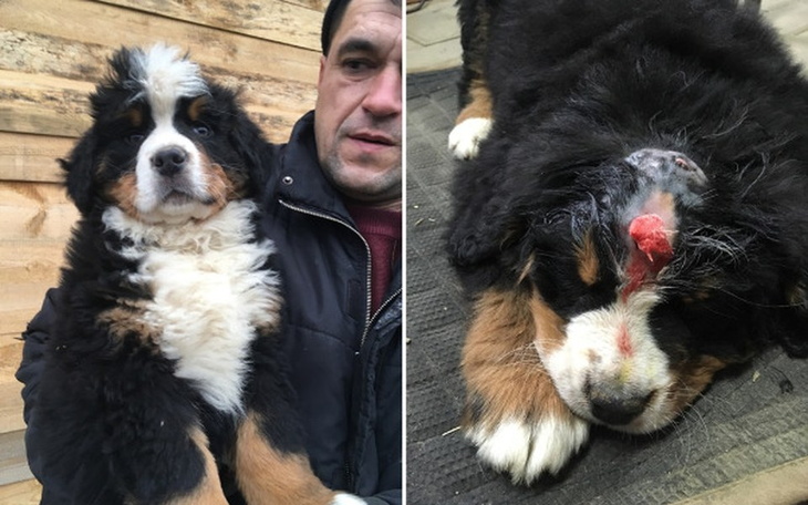 Zbiórka Podrzucony chory prezent - Hugo - zdjęcie główne