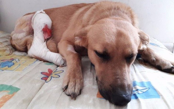 Pies odpoczywający z opatrunkiem na nodze.