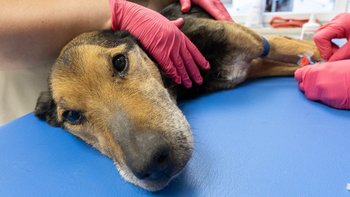 Zbiórka Wyrzucony Władzio - miniaturka zdjęcia