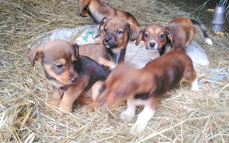 Zbiórka Na ratowanie kolejnych psiaków. - zdjęcie główne