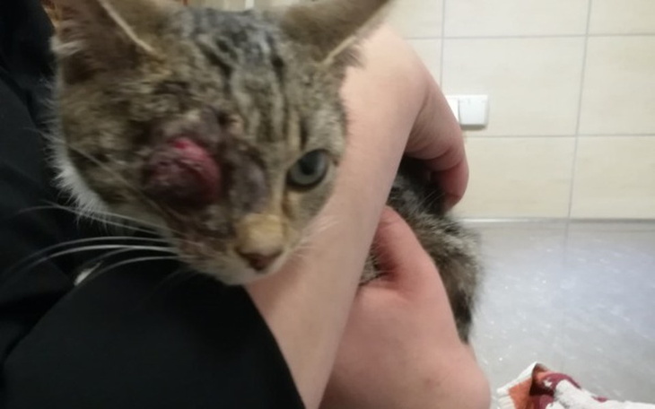 Zbiórka Oczko Figi - zdjęcie główne