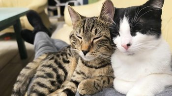 Zbiórka Na karmę dla kotków - miniaturka zdjęcia