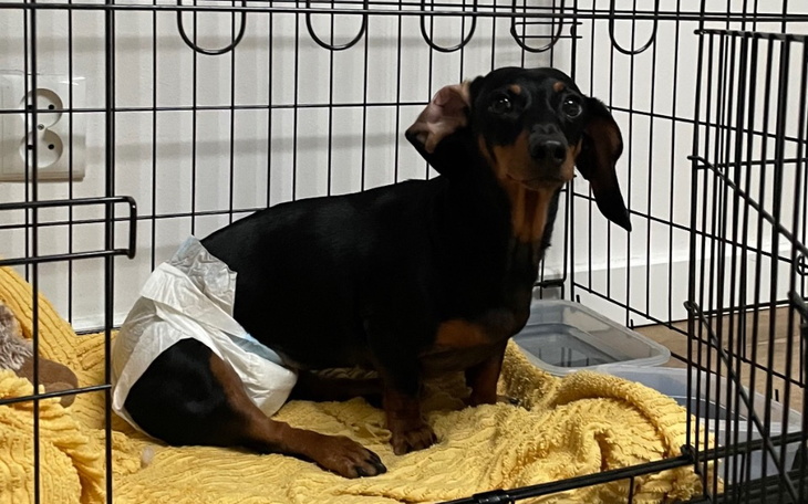 Zbiórka Pilna pomoc dla Soni - zdjęcie główne