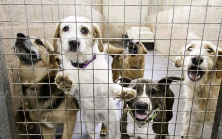 Zbiórka Pomoc życzliwa dla zwierząt - zdjęcie główne