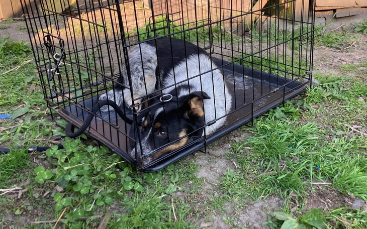 Zbiórka Porzucony jak śmieć - zdjęcie główne