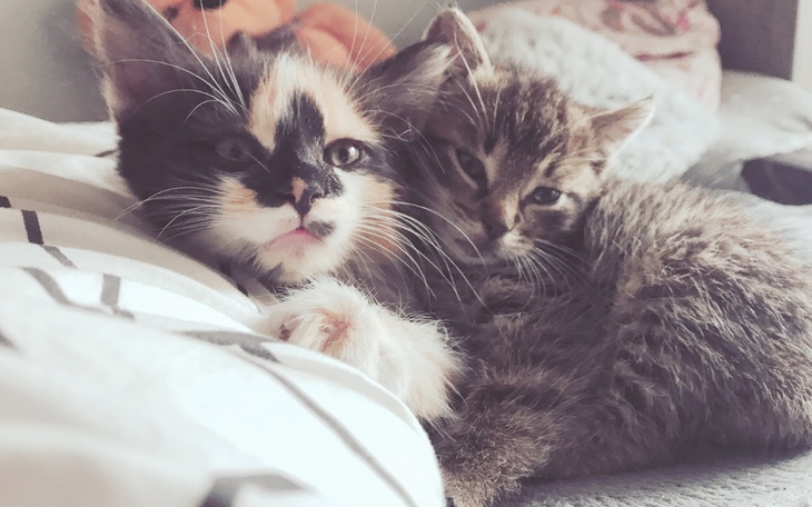 Zbiórka Karma dla kotów i psiaków - zdjęcie główne