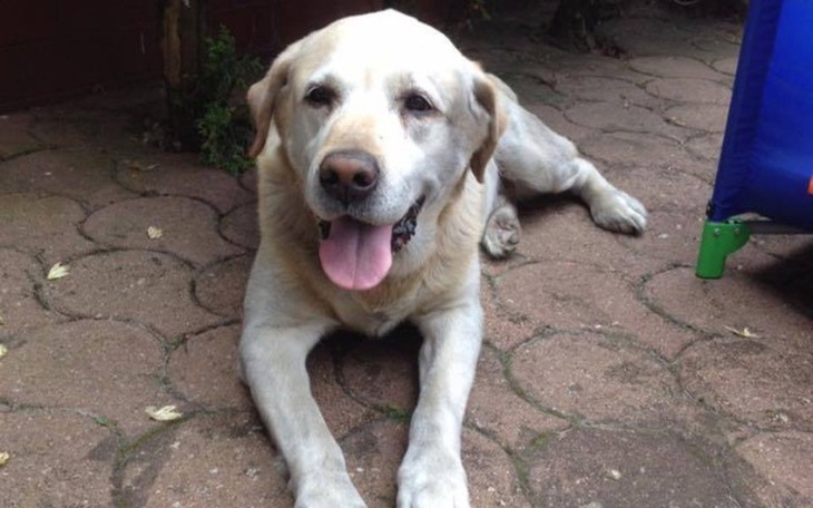 Zbiórka Labradorek szuka pomocy - zdjęcie główne