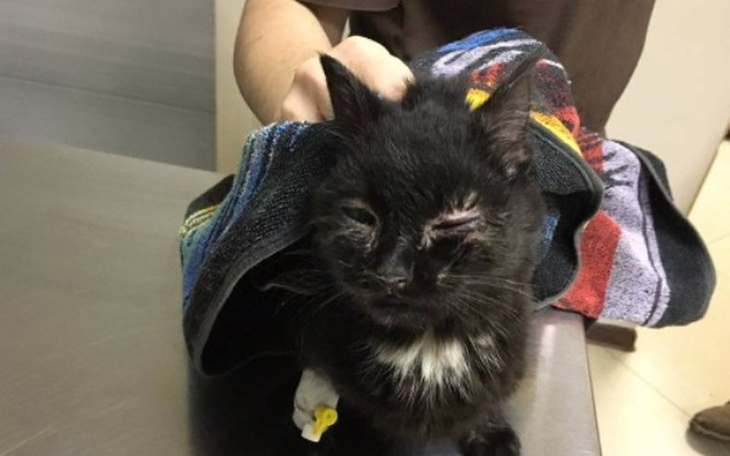 Kot z opatrunkiem, trzymany przez osobę.