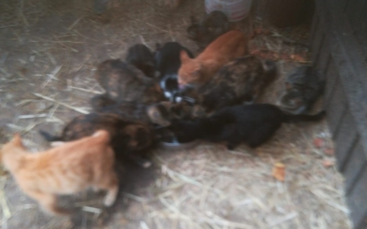 Zbiórka Sterylizacja dużego stada - zdjęcie główne