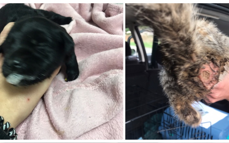 Zbiórka 878zł w 2 dni za ratowanie żyć - zdjęcie główne