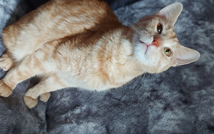 Zbiórka Pomóżmy Simbie - zdjęcie główne