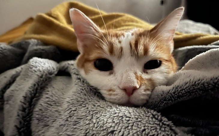 Zbiórka Zbiórka dla Rudnoska-Kabanoska - zdjęcie główne