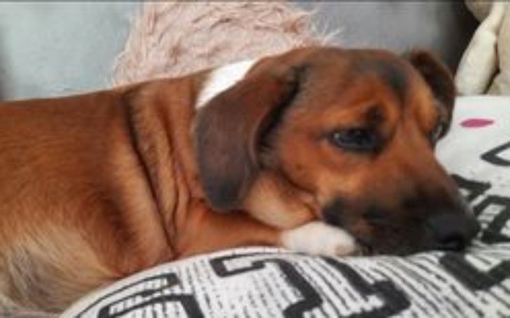 Zbiórka Na operację biednej Elzuni - zdjęcie główne