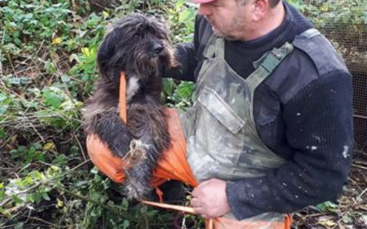 Zbiórka Uratowany pies PROSI o WSPARCIE! - zdjęcie główne