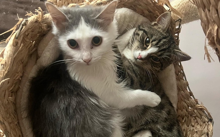 Dwa koty przytulające się w koszyku.