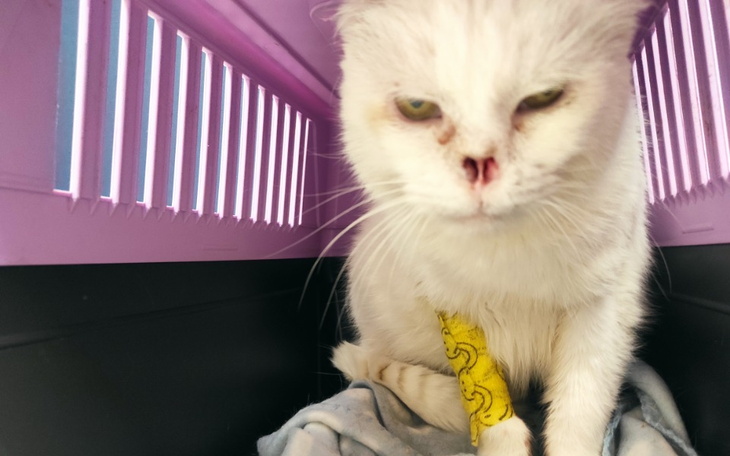 Zbiórka Na leczenie Ufka - zdjęcie główne