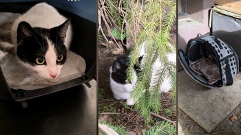 Zbiórka Dla WYRZUCONEJ kotki - miniaturka zdjęcia