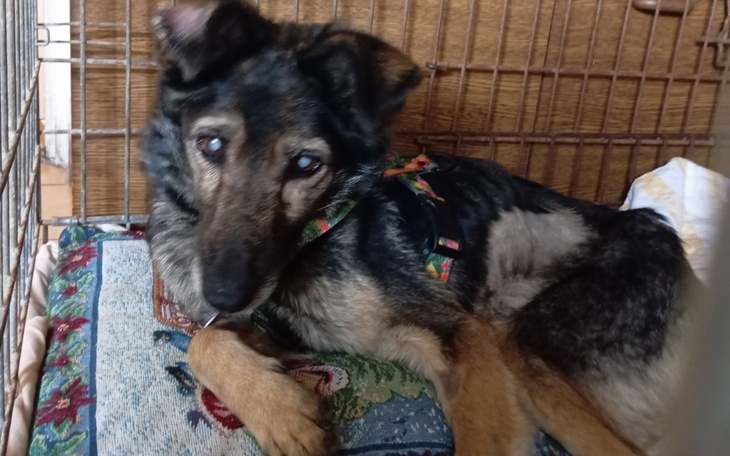 Pies leżący w klatce, z wyraźnym smutkiem w oczach.