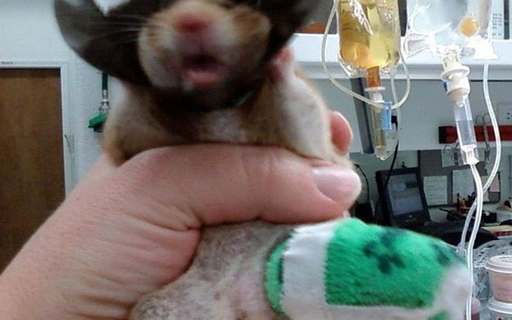 Zbiórka na leczenie chomika dudusia - zdjęcie główne