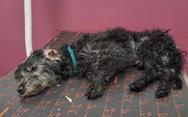 Zbiórka Na operację Fenisia - zdjęcie główne