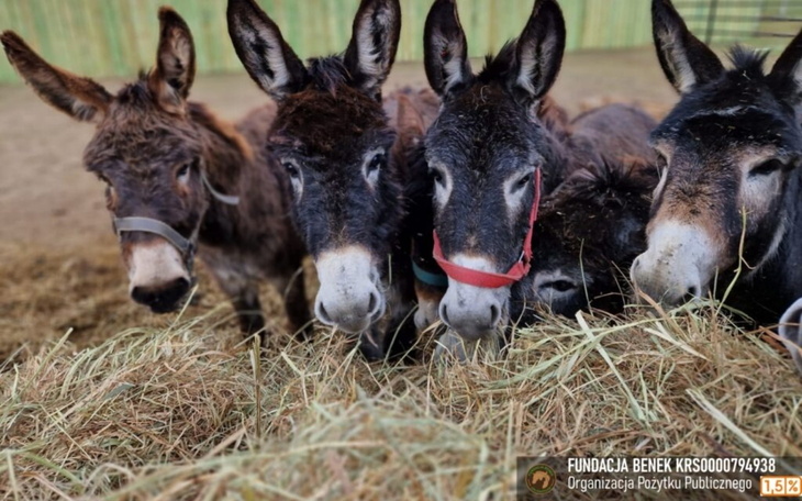 Grupa osłów jedzących siano w stajni.
