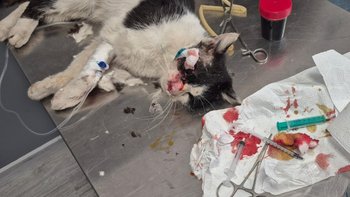 Zbiórka Dajmy im życie bez bólu - miniaturka zdjęcia