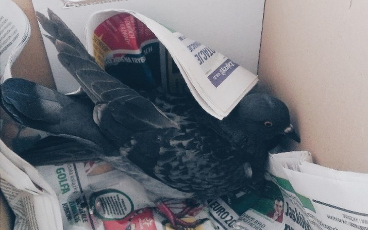 Gołąb odpoczywający w kartonie z gazetami.