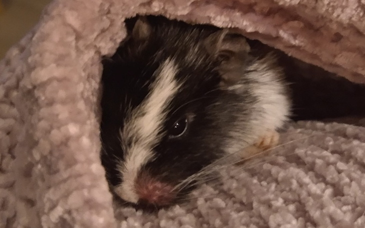 Zbiórka Cynka musi być PILNIE operowana - zdjęcie główne