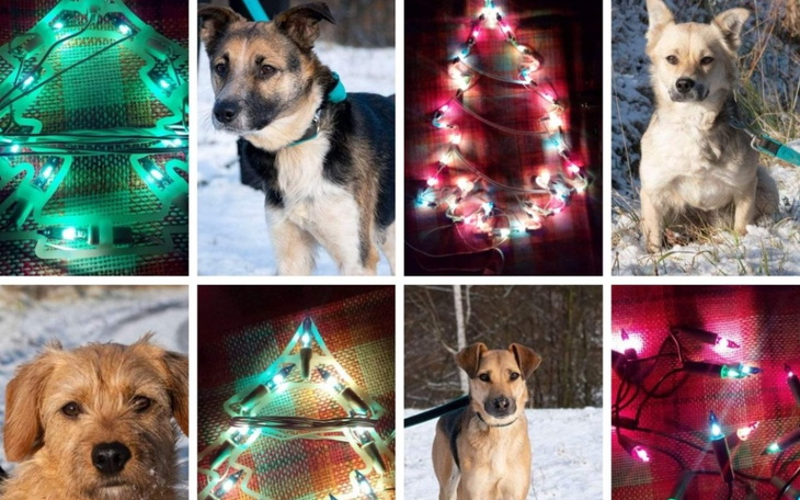 Zbiórka Choinka dla zwierząt - zdjęcie główne