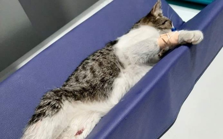 Zbiórka Potrącił Kota i uciekł... - zdjęcie główne