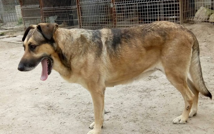 Zbiórka Leczenie psiaków z Krzesimowa - zdjęcie główne