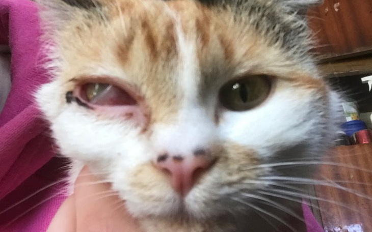 Zbiórka Dla zwierzaka-bezdomniaka - zdjęcie główne