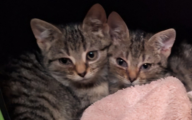Zbiórka Utrzymanie kociąt Basi i Tosi - zdjęcie główne