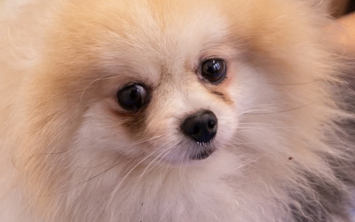 Pies rasy pomeranian z puszystym futrem i wyrazistymi oczami.