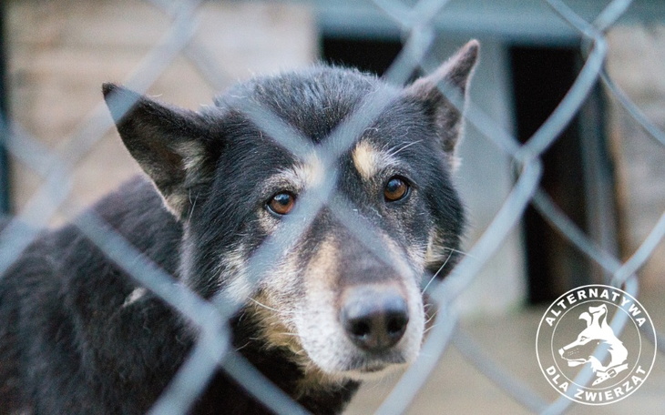 Zbiórka Pomóżmy zwierzętom z Zamościa - zdjęcie główne