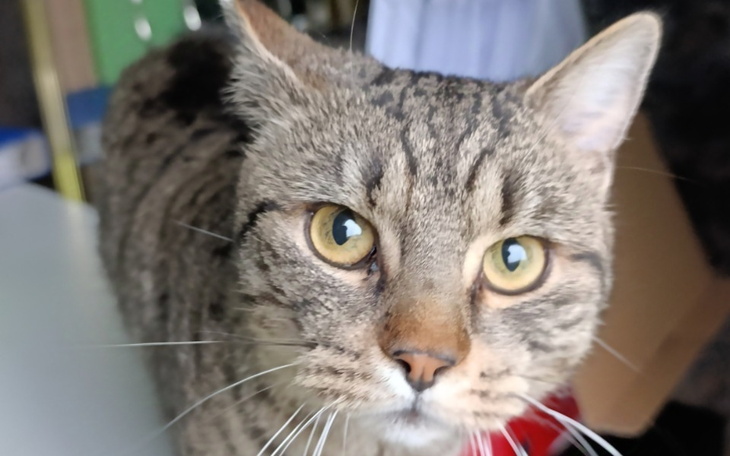 Zbliżenie na kota z dużymi oczami.