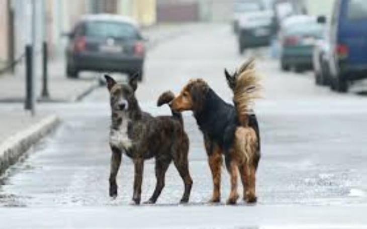 Zbiórka Zbudujmy im nowy DOM!!! - zdjęcie główne