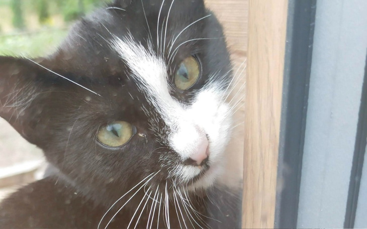 Zbiórka Operacja i leczenie kotki Mili - zdjęcie główne