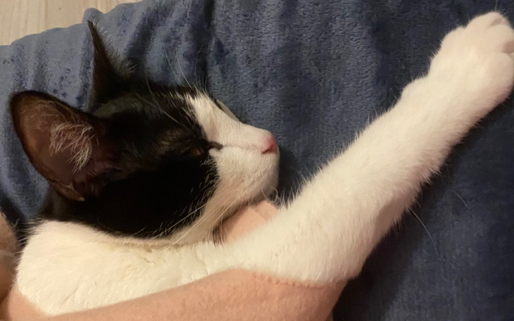 Zbiórka Na leczenie Simby - zdjęcie główne