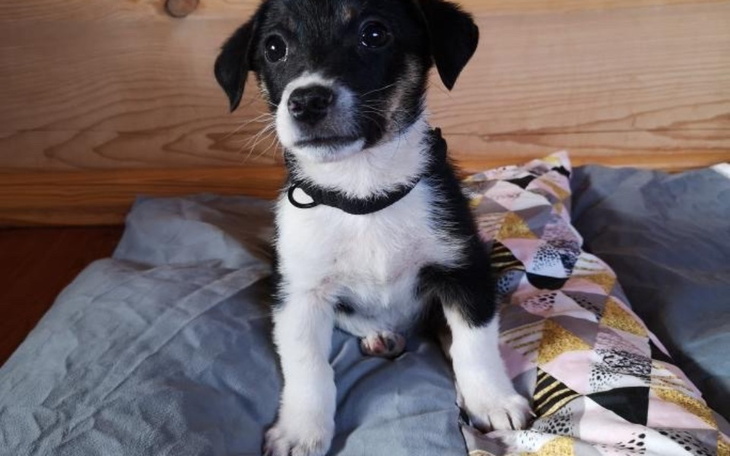 Zbiórka Akcja Mikołaj dla Schroniska - zdjęcie główne