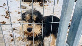 Zbiórka Maniuś oprócz odchodów NIC - miniaturka zdjęcia