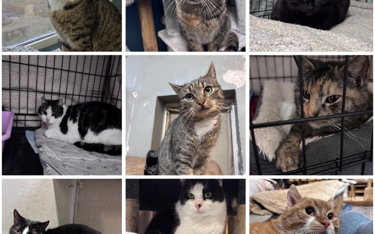 Kolaż zdjęć różnych kotów w różnych pozach.