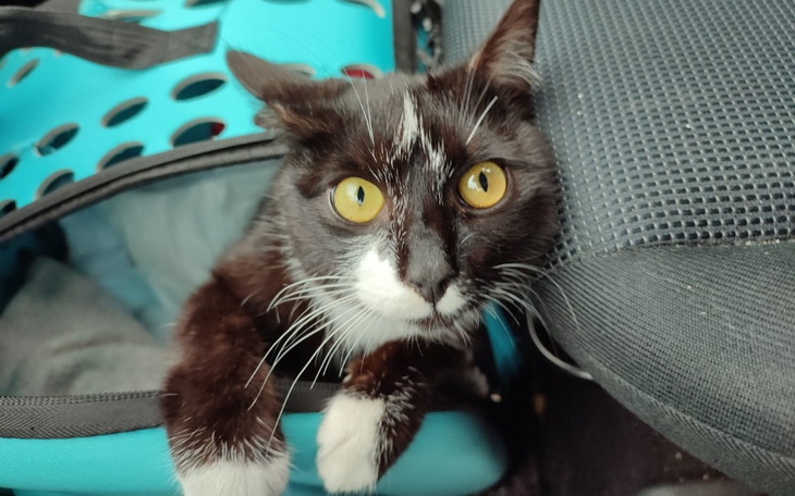 Zbiórka Szansa dla Freddika - zdjęcie główne