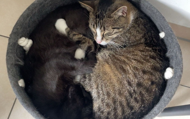 Dwa koty śpiące razem w koszyku, przytulone do siebie.