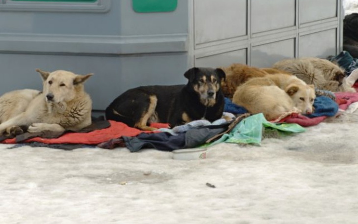 Zbiórka Na karmę dla bezdomych zwierząt. - zdjęcie główne