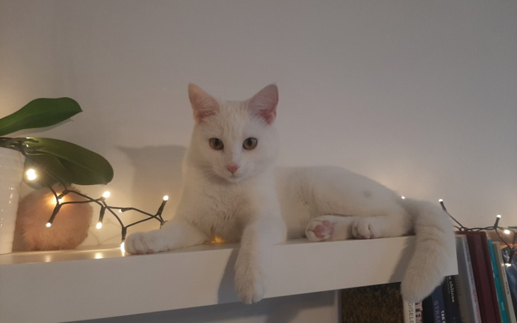 Zbiórka Ratujmy życie Candy - zdjęcie główne